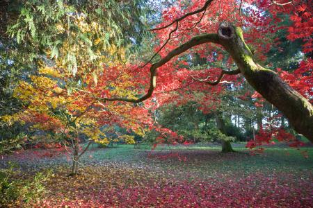 Westonbirt Arboretum