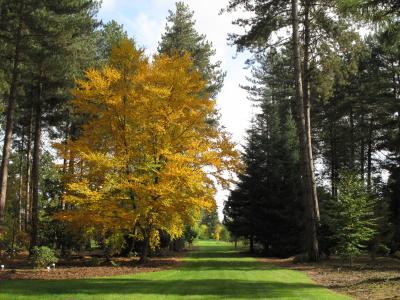 Betula lenta