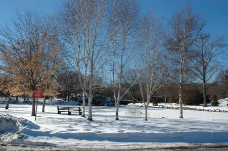 Greenwich Town Arboretum - winter trees