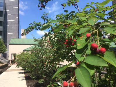 Serviceberries