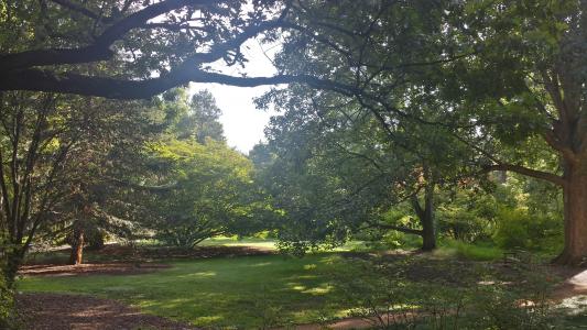 Coker Arboretum 