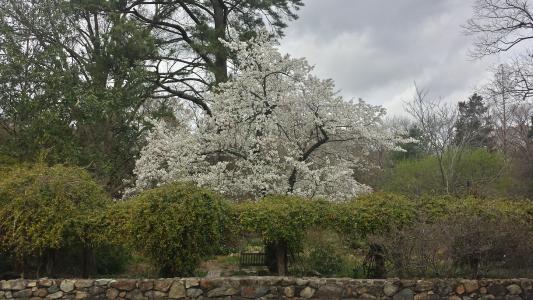 Coker Arboretum