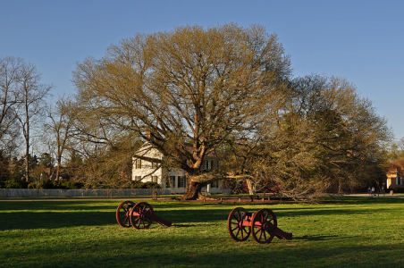 Colonial Williamsburg oak