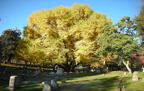 Cave Hill Cemetery