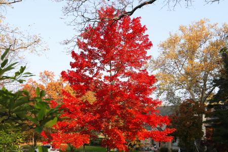 City of Bexley Fall tree