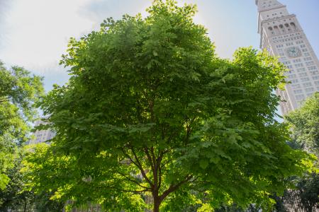 Madison Square Park Conservancy -tree