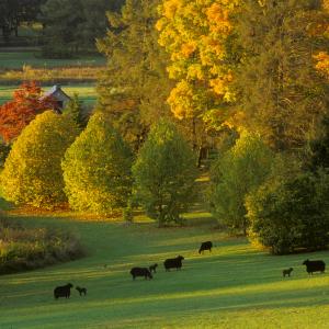 The Morris Arboretum fall color