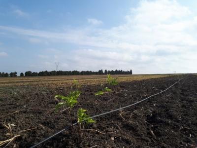 Malva trees