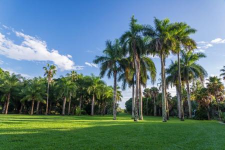 Montgomery Botanical Center palms