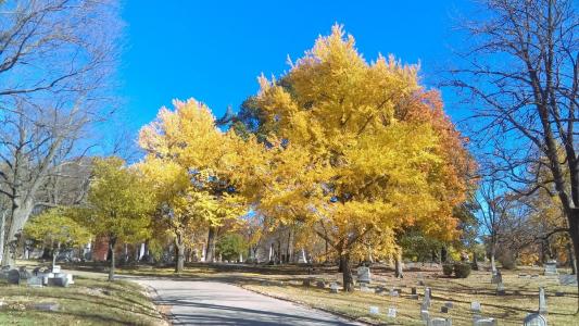 Woodland Cemetery and Arboretum November 2016 autumn trees