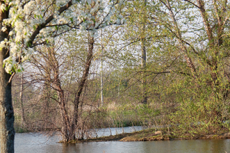 John Bartram Arboretum Island Pond