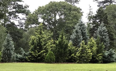 Lockerly Arboretum - Conifers Lockerly Arboretum - Conifers