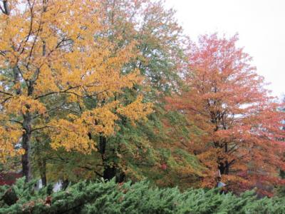 Greenville fall trees