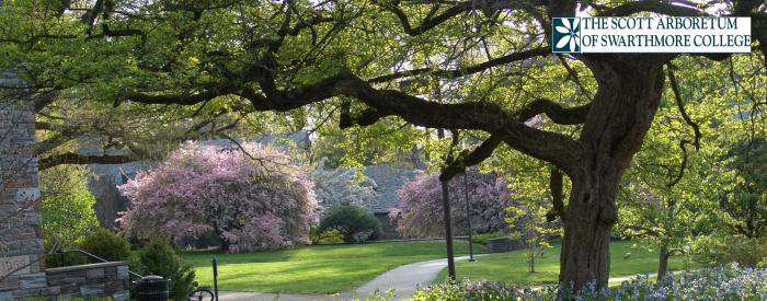 The Scott Arboretum of Swarthmore College grounds