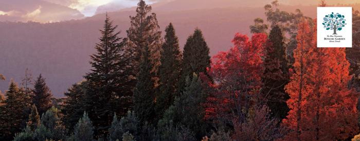 Blue Mountain Botainc Garden autumn 