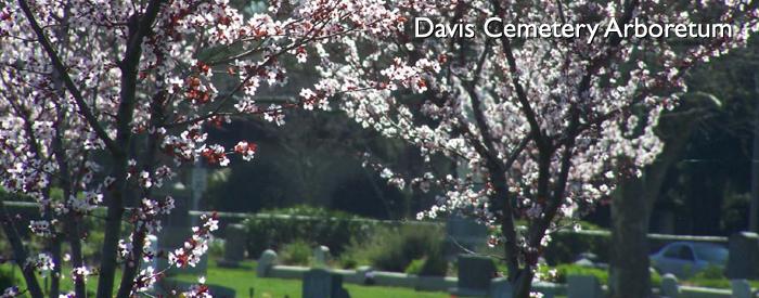 Davis Cemetery