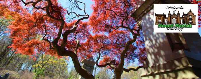 Mount Mariah Cemetery D. Huisken Acer Palmatum