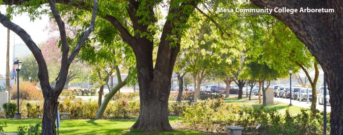 Mesa Community College Arboretum