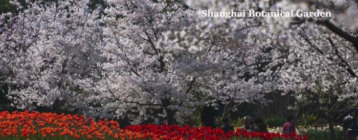 Shanghai Botanical Garden