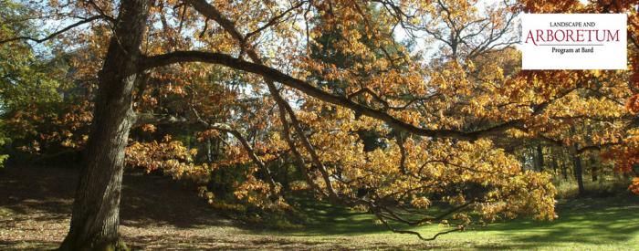 Bard College - White Oak, fall leaves