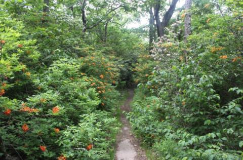 US eastern forests