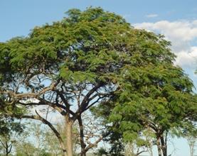 Brazil's rarest trees
