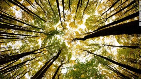 tree canopy tree canopy