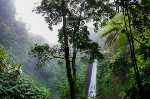 Amazon forest