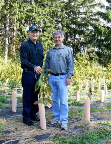 American Chestnut restoration