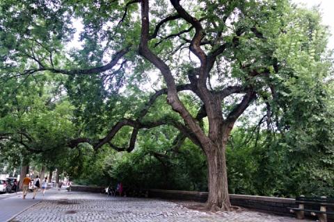 American elm