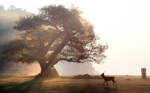 Anicent native oaks