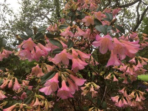 Rhododendron 'Arthur Grumiaux