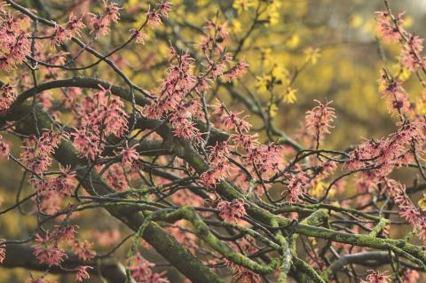 Arboretum Kalmthout