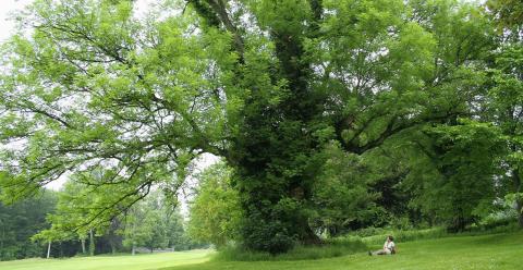 ash trees