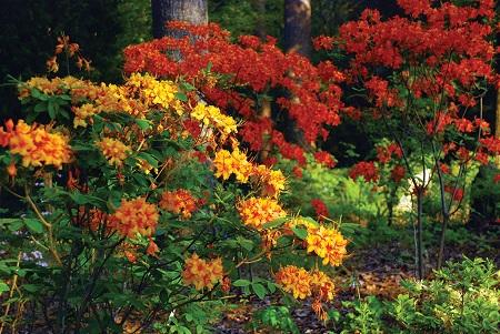 Azaleas