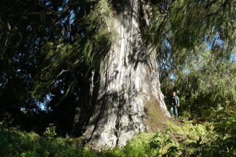 tree tree