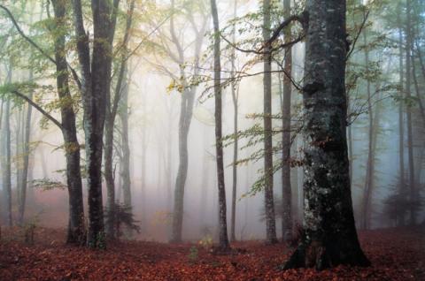 Beech trees