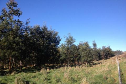 Blue Gum trees