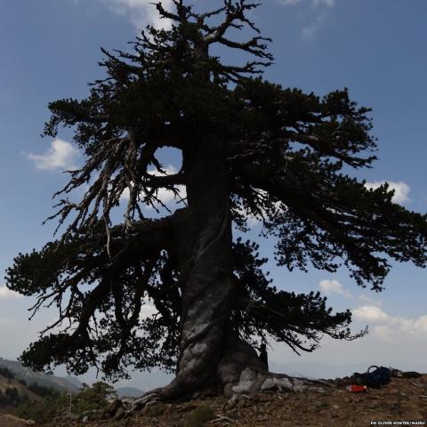 Bosnian pine Bosnian pine