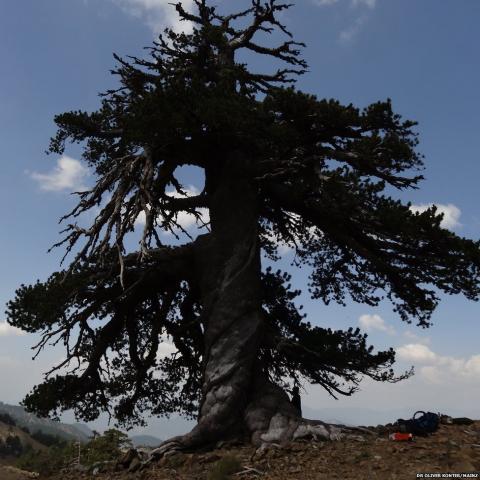 Bosnian pine