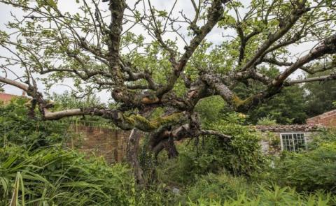 Bramley tree