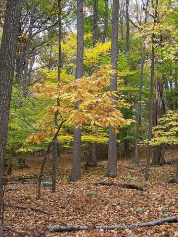 Chestnut tree