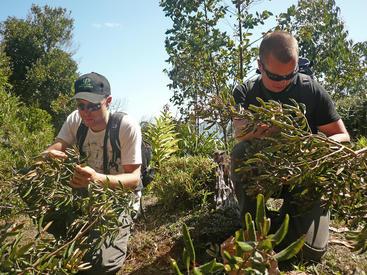 Collecting seeds in Chile