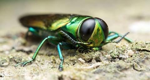 Emerald ash borer