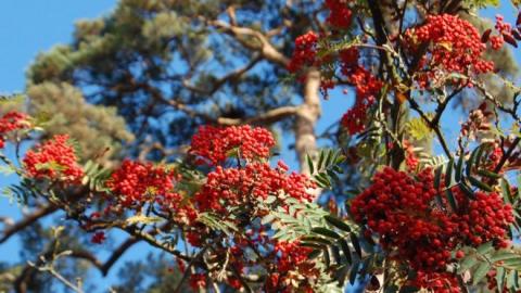 tree with berries