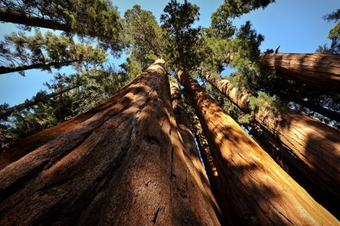 Giant Sequoia