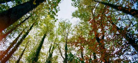 Haverford College Arboretum