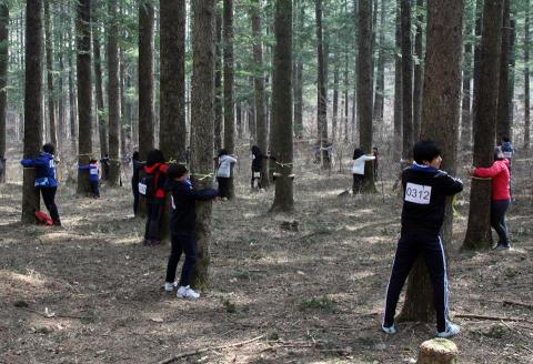 Korea tree hug