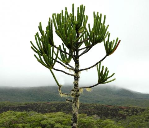 Monkey puzzle tree