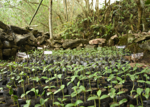 Magnolia seedlings